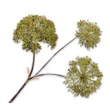 HOGWEED GREEN 80 - DECO FLOWER